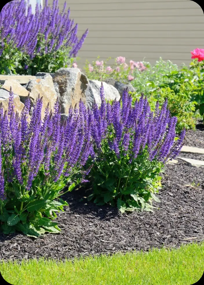 Purple flowers among rocks and mulch