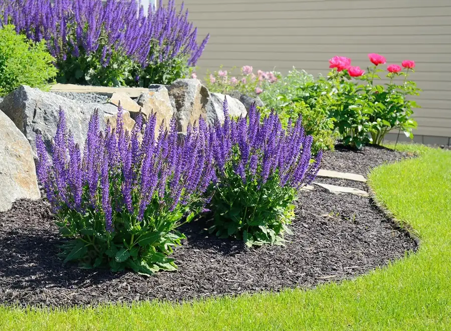 Landscaped backyard with fresh lawn